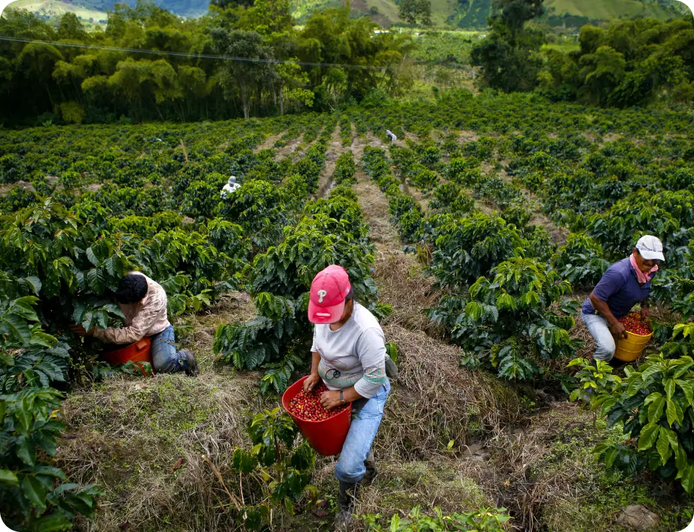 finca cafetal cultivos de café